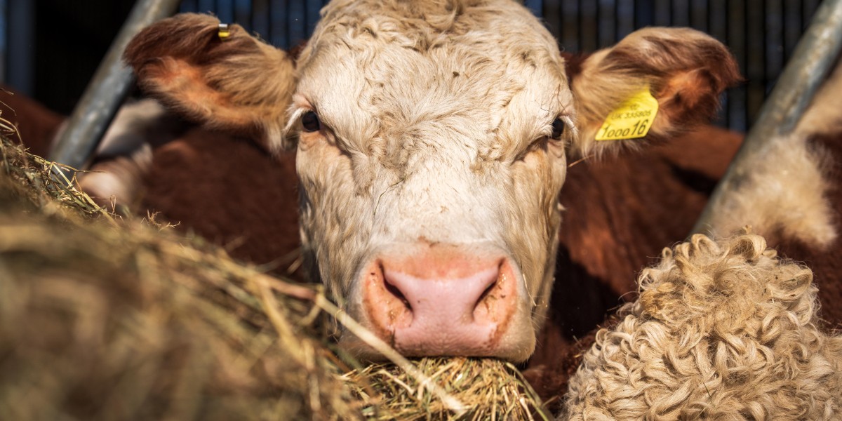 Feed Phytobiotics Market: Key Opportunities in Modern Animal Husbandry
